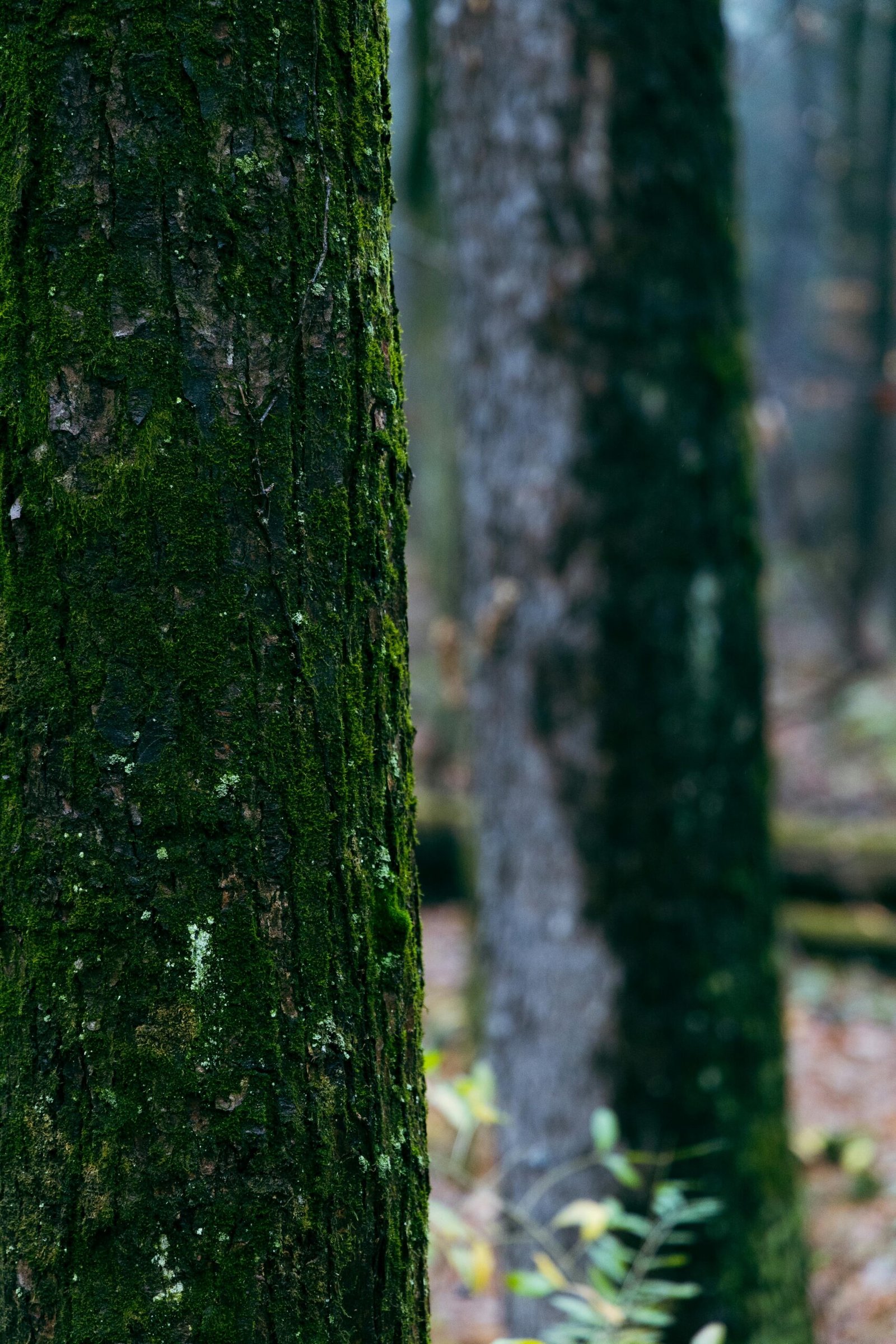 Vessel Sinks Inspired by the Natural World: A Look at Kraus’ Nature Series